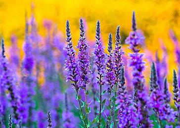 《城市：天际线2》1.1.5f1补丁更新上线 经济系统大改